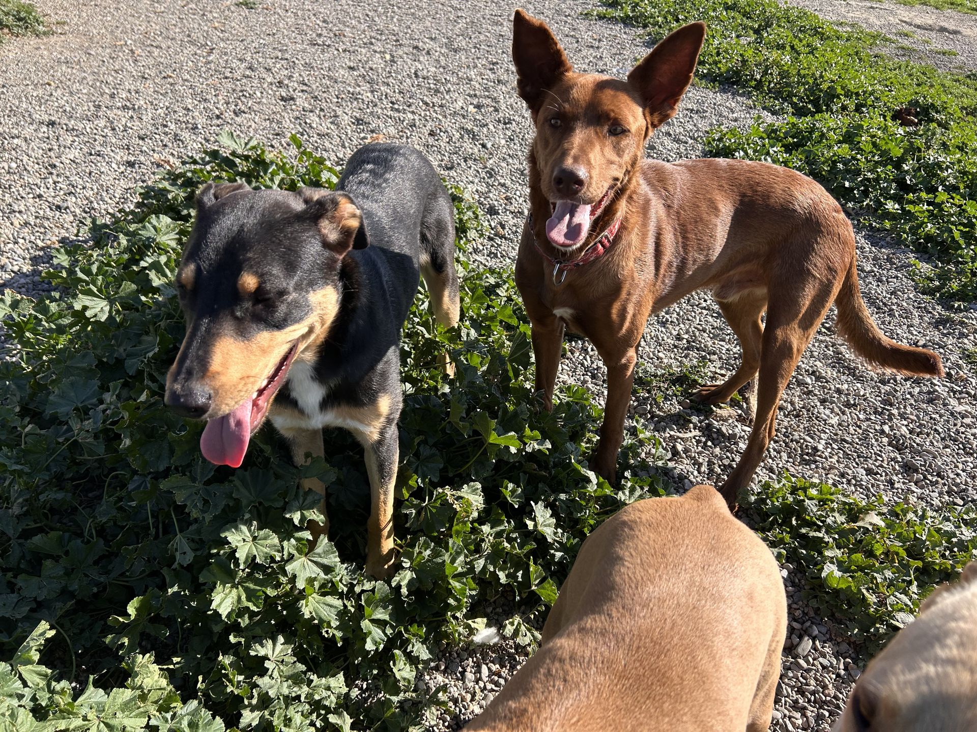 Roco y Braun